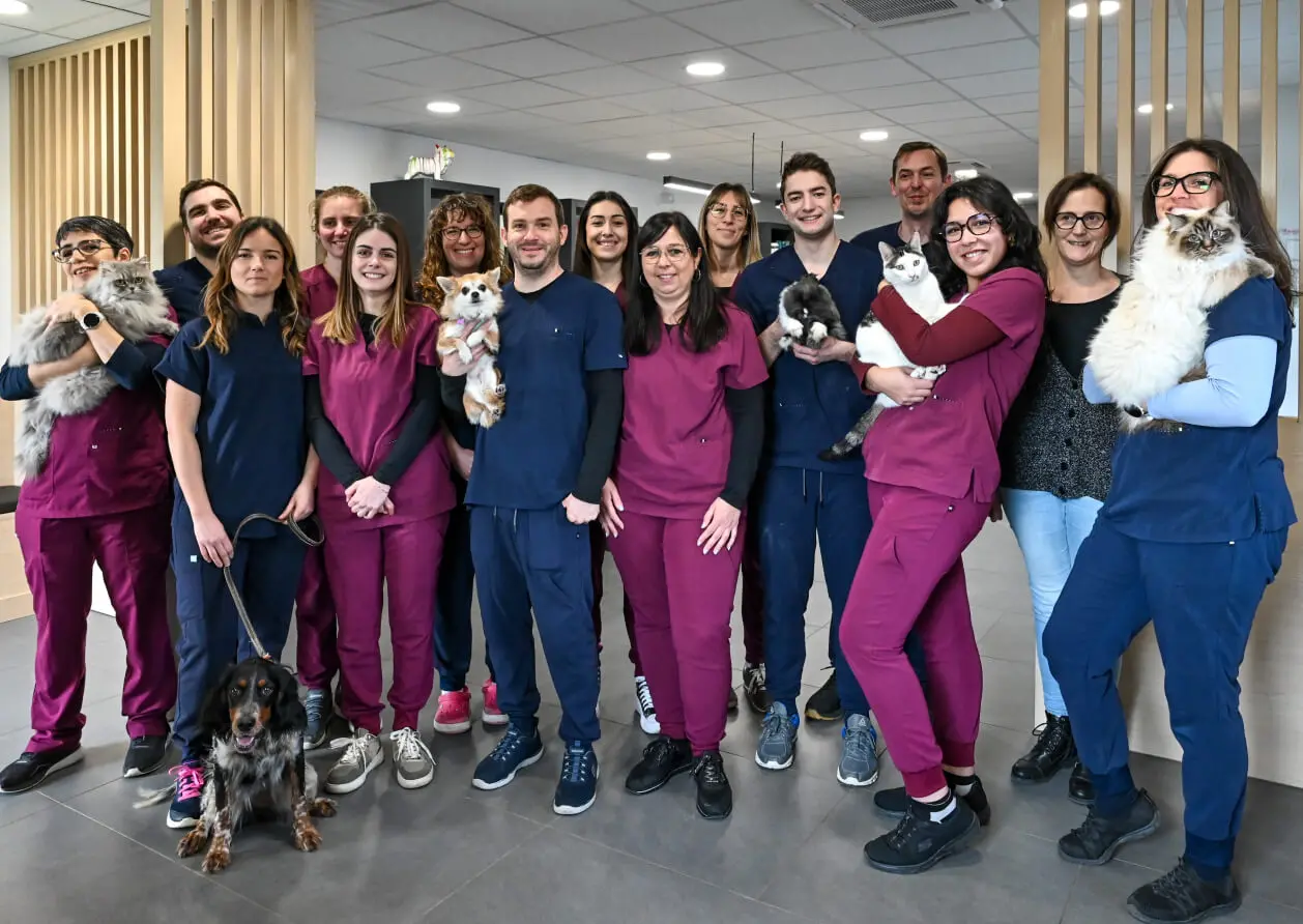 Stage à la clinique vétérinaire de l'héritan