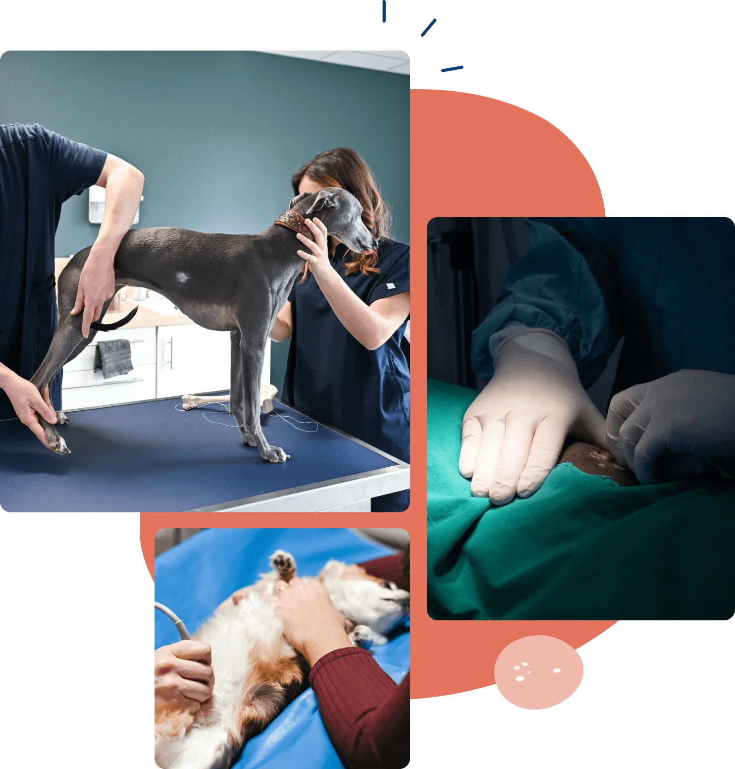 Référer un patient, référer un cas vétérinaire